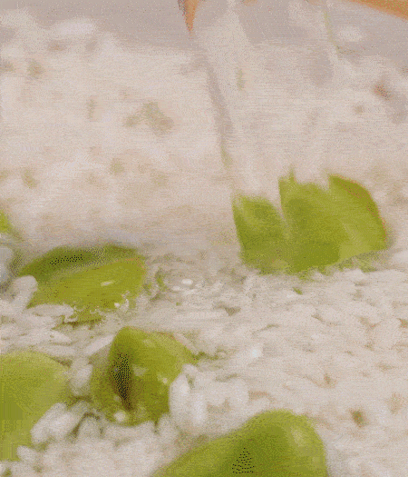 鍋底抹油，將淘洗干凈的大米，加蠶豆、清水，蓋蓋中火煮。